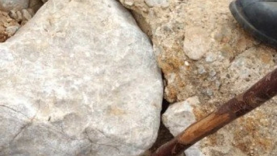 Mezrada görülen yılanlar korkuttu
