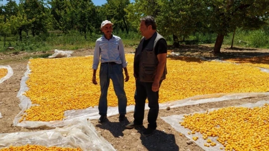 Fendoğlu kayısı üreticilerini ziyaret etti