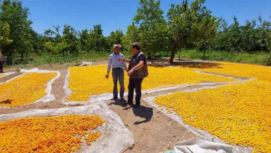 Fendoğlu kayısı üreticilerini ziyaret etti