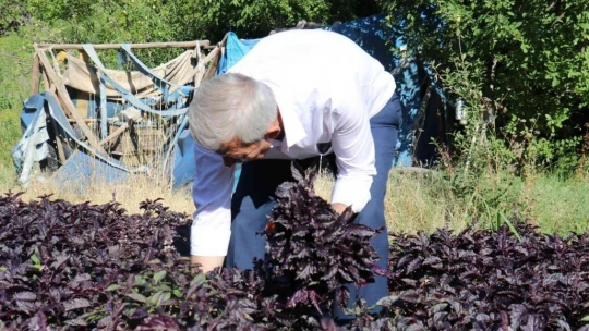 Mor reyhanda hasat zamanı