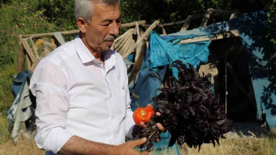 Mor reyhanda hasat zamanı