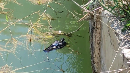 Önce kurtardı, sonra 'Güzelim ne oldu sana' diye sevdi