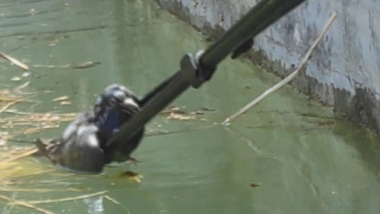 Önce kurtardı, sonra 'Güzelim ne oldu sana' diye sevdi