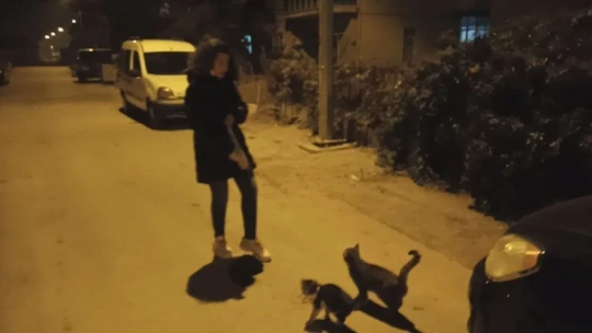 Ortaokul öğrencisi Irmak biriktirdiği harçlıkları ile sokak hayvanlarını besliyor