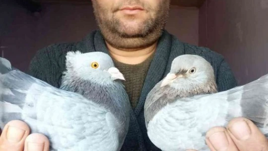 Otomobil fiyatına güvercin