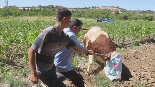 Otomobil fiyatına satılan tonluk kurbanlıklar görücüye çıktı