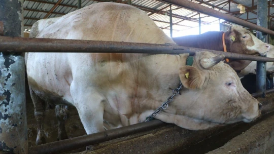 Otomobil fiyatına satılan tonluk kurbanlıklar görücüye çıktı