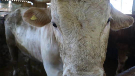 Otomobil fiyatına satılan tonluk kurbanlıklar görücüye çıktı