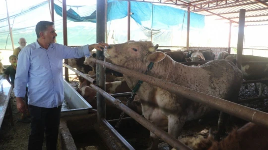 Otomobil fiyatına satılan tonluk kurbanlıklar görücüye çıktı