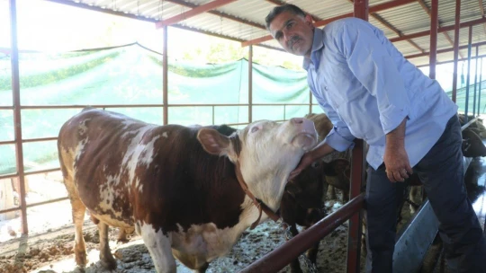 Otomobil fiyatına satılan tonluk kurbanlıklar görücüye çıktı