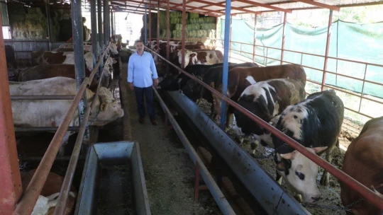 Otomobil fiyatına satılan tonluk kurbanlıklar görücüye çıktı