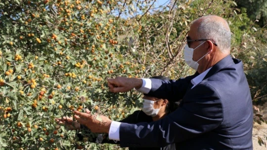 Doğadan gelen şifa deposu 'Alıç' hasadı başladı