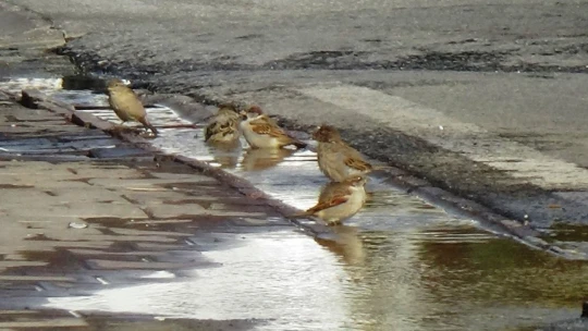Patlayan su borusunu fırsat bilen kuşların keyfi