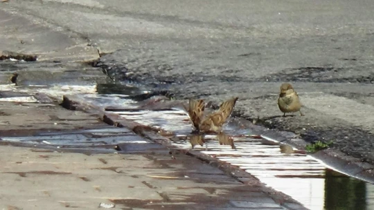 Patlayan su borusunu fırsat bilen kuşların keyfi
