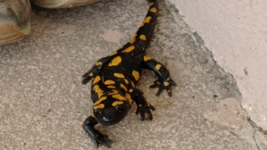 Plastik sandı canlı çıktı