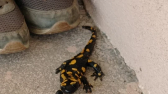 Plastik sandı canlı çıktı