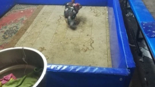 Polisten horoz dövüştürenlere baskın