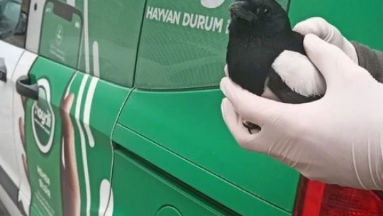 Polisten kargaya şefkat eli