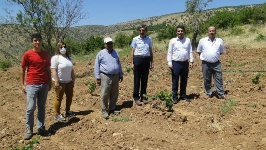 Pütürge kırmızısından yüksek verim