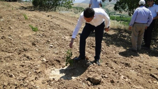 Pütürge kırmızısından yüksek verim