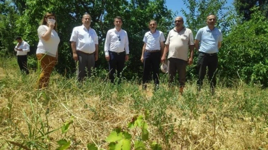 Pütürge kırmızısından yüksek verim