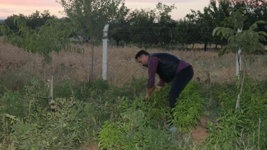 Hem resim yapıyor hem de sebze ekiyor