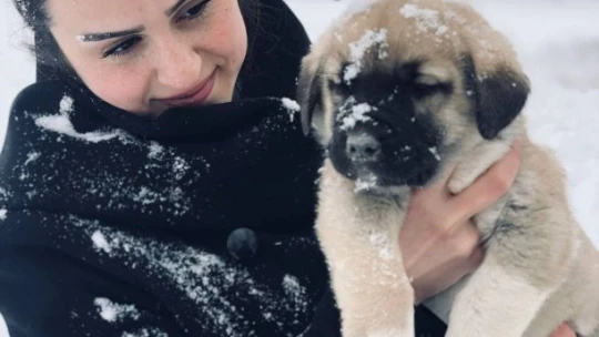 Sahipsiz köpeklere baba ile kızı sahip çıktı