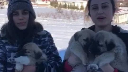 Sahipsiz köpeklere baba ile kızı sahip çıktı