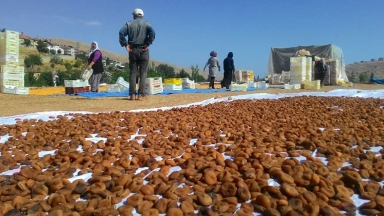 Sarı'nın kahve rengine yolculuğu