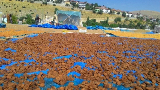Sarı'nın kahve rengine yolculuğu
