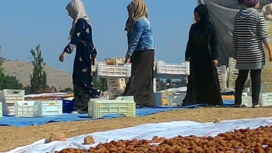 Sarı'nın kahve rengine yolculuğu
