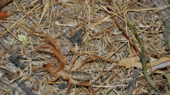 Sarıkız örümceği Arguvanlıları tedirgin ediyor