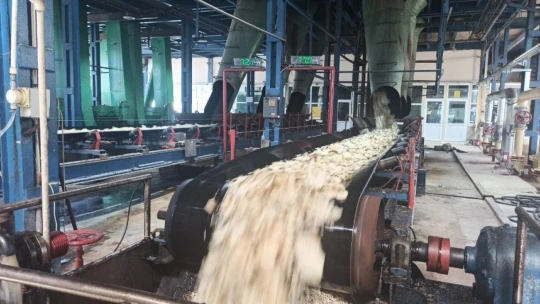 Şeker pancarının tarladan sofralara uzanan tatlı yolculuğu