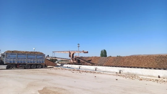 Şeker pancarının tarladan sofralara uzanan tatlı yolculuğu