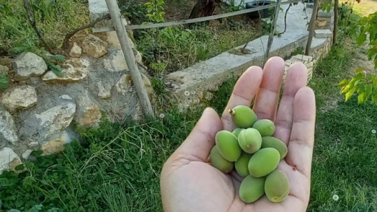 Sezonun ilk kayısı çağlaları pazarlarda yerini aldı