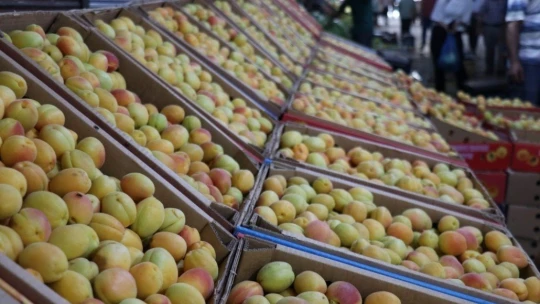 Sezonun son yaş kayısıları tezgahlarda