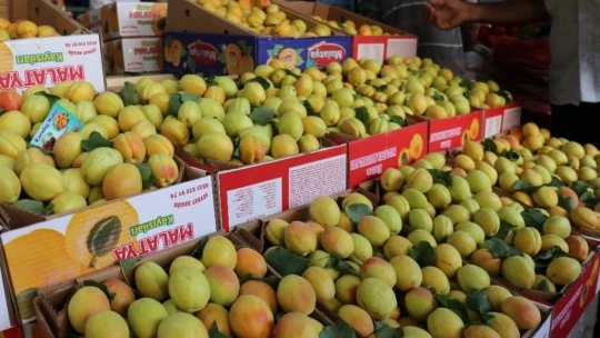 Sezonun son yaş kayısıları tezgahlarda