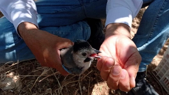 Yavru kargaya eliyle su içirdi