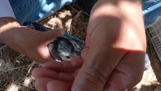 Yavru kargaya eliyle su içirdi