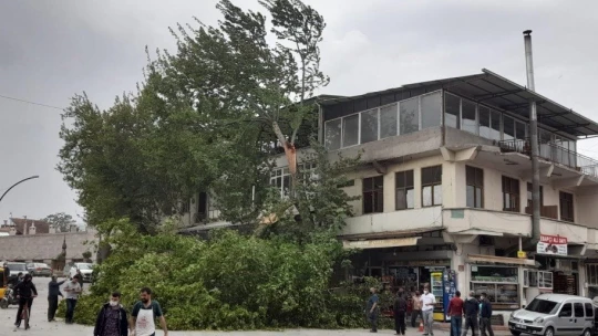 Şiddetli rüzgar ağaçları devirdi