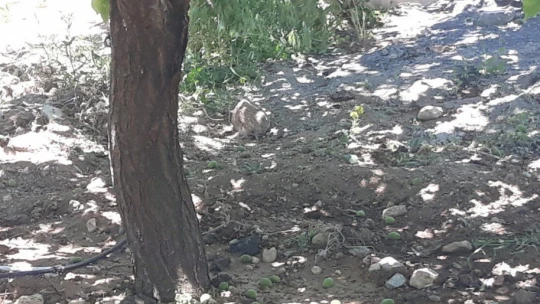 Şiddetli rüzgar kayısı bahçelerine zarar verdi