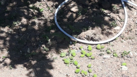 Şiddetli rüzgar kayısı bahçelerine zarar verdi
