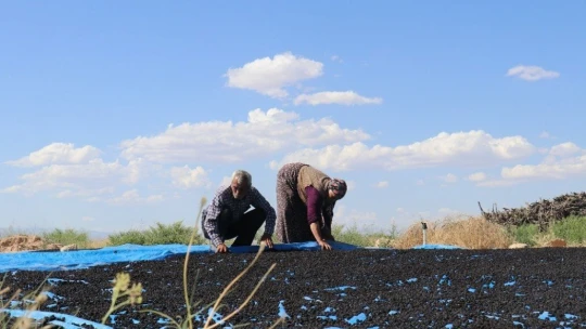 Şifa deposu karadutta hasat mevsimi