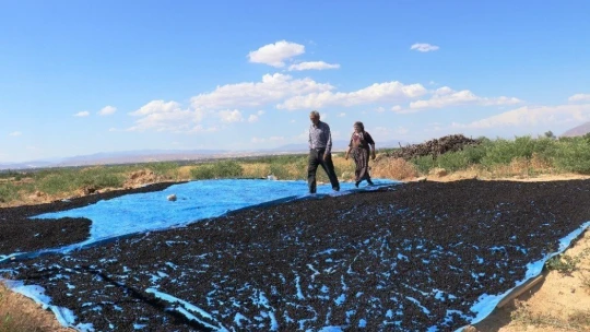 Şifa deposu karadutta hasat mevsimi