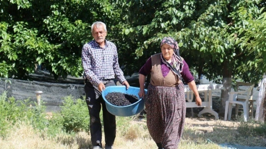 Şifa deposu karadutta hasat mevsimi
