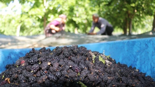 Şifa deposu karadutta hasat mevsimi