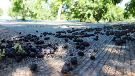 Şifa deposu karadutta hasat mevsimi