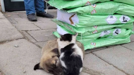 Soğuktan üşüyen kedi ile köpeğin dayanışması yürekleri ısıttı