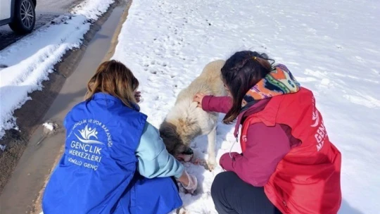 Sokak hayvanlarına yiyecek
