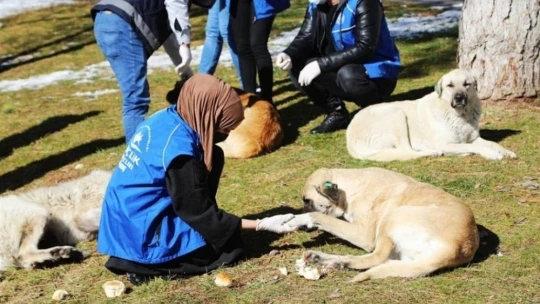 Sokak hayvanlarına yiyecek